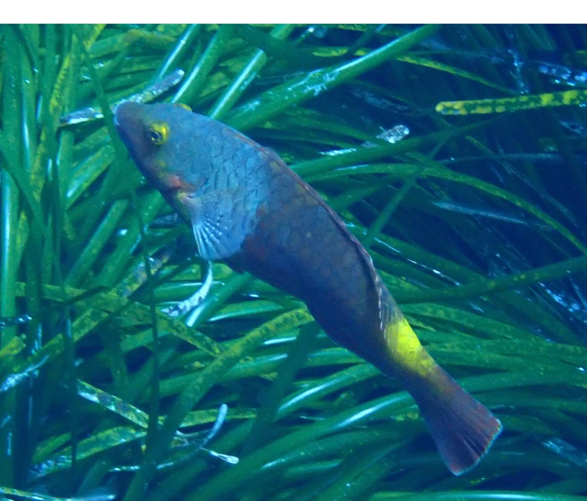 Poisson a identifier