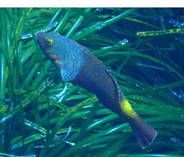 Poisson a identifier