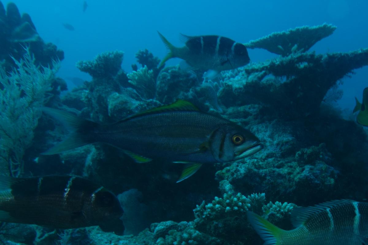 Poisson à identifier