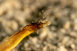 Poisson à identifier