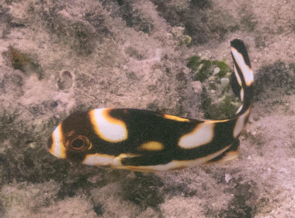 Poisson à tâches croisé aux Tonga