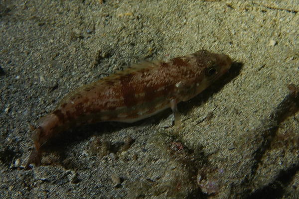 Poisson à ventre blanc