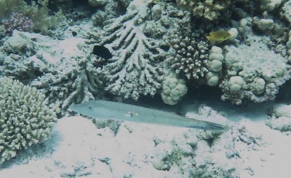 Poisson allongé - Mer Rouge