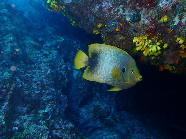 poisson ange