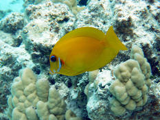 Poisson-ange citron, Lemonpeel angelfish (Centropyge flavissima)
