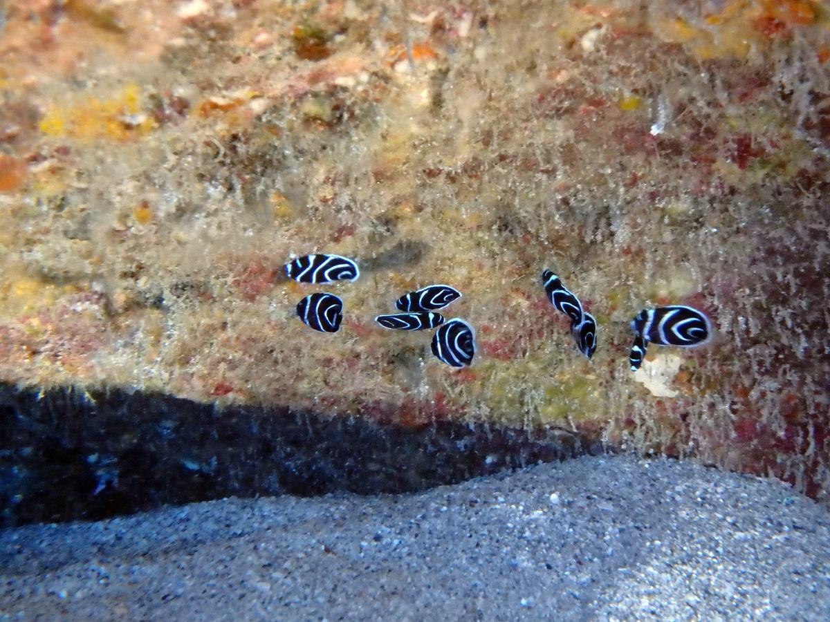 Poisson ange juvenil