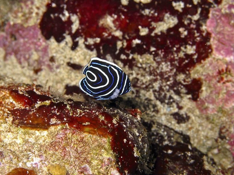<p>Top merci, par contre je suis a 99% sur que c'est <a target="_blank" href="https://reefbuilders.com/2011/11/30/captive-bred-koran-angelfish/"><e...