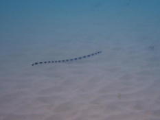 Poisson anguilliforme