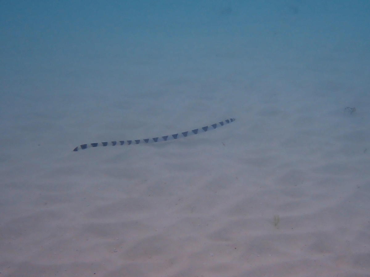 Poisson anguilliforme