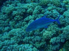 poisson argenté à point bleu