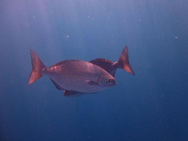 Poisson Bali non-identifié