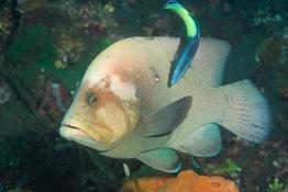 poisson balinais à déterminer