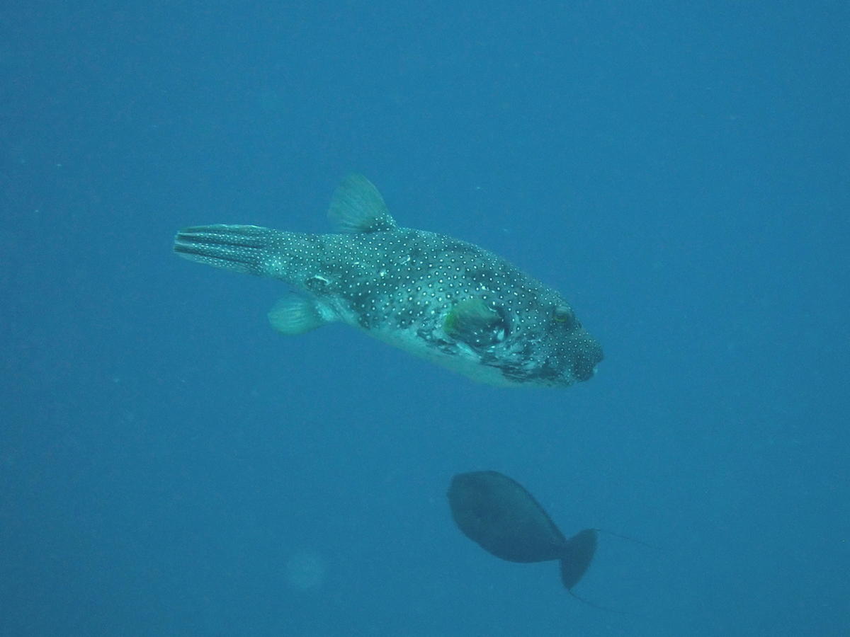 Poisson ballon