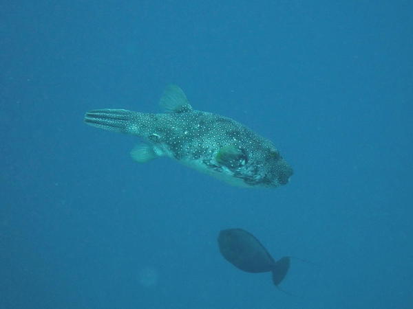 Poisson ballon