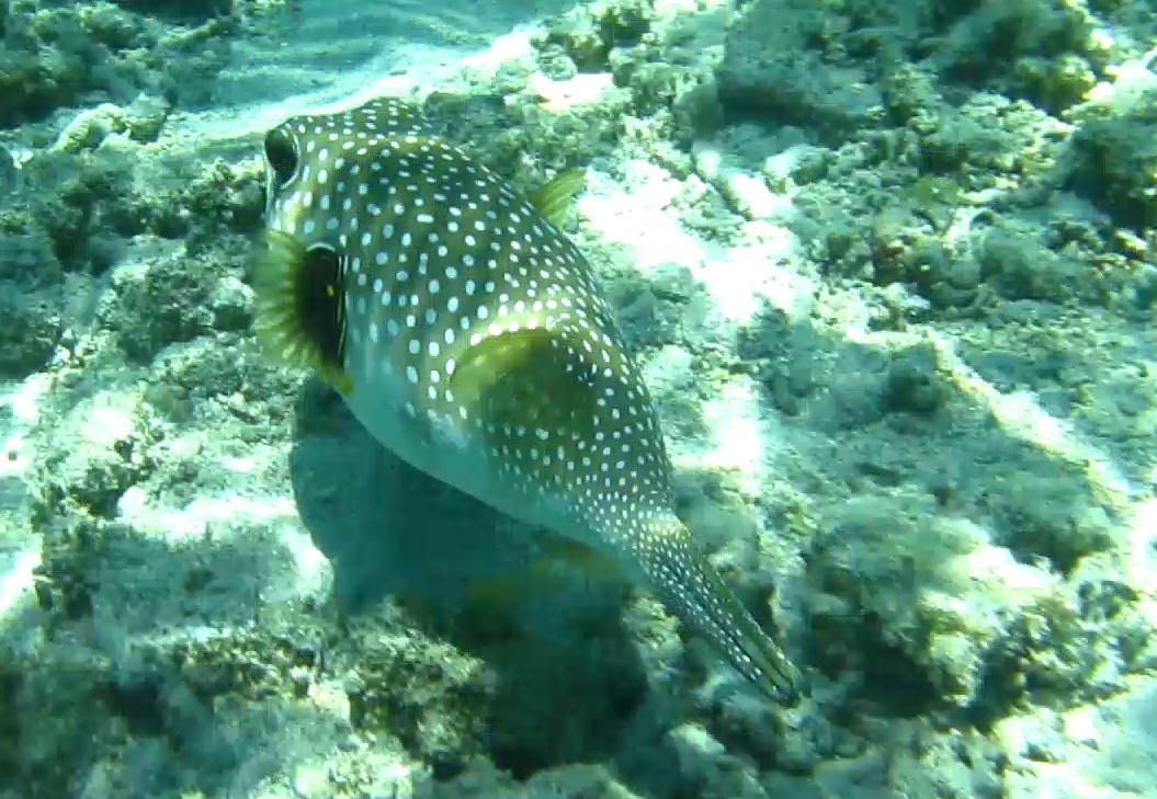 Poisson ballon à taches blanches