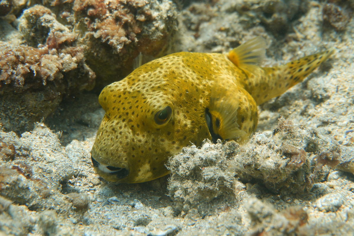 Poisson ballon Ile de la Reunion