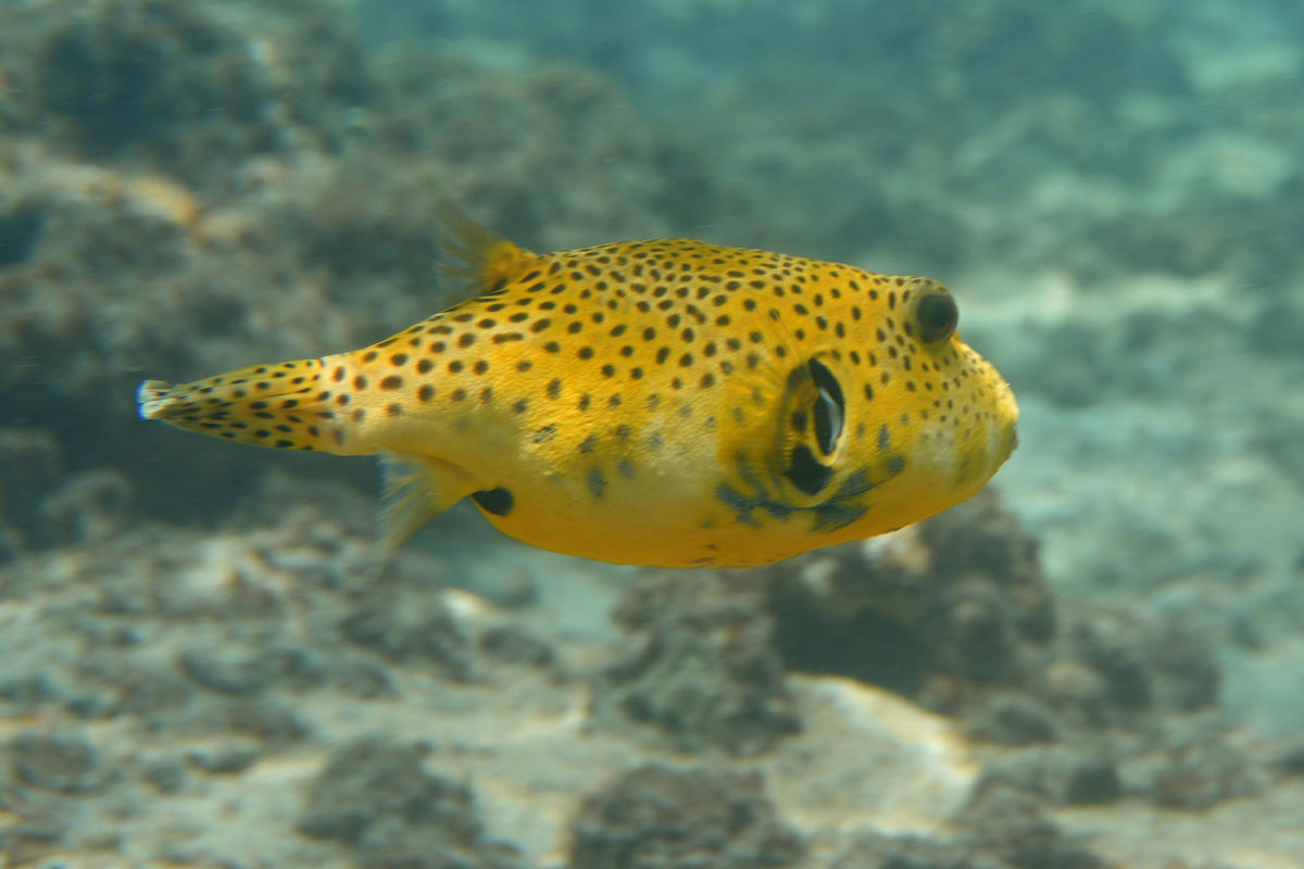 <p>Voici la photo du meme individu, avec un angle lateral posterieur. L'angle favori de la majorite des sujet qui n'ont pas fait Ecole Nationale Su...
