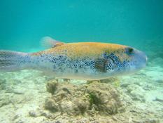 Poisson ballon Thaïlande