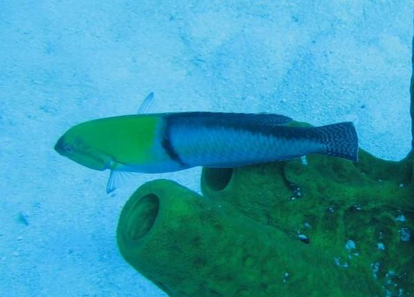 Poisson bicolore photographié à Marie Galante