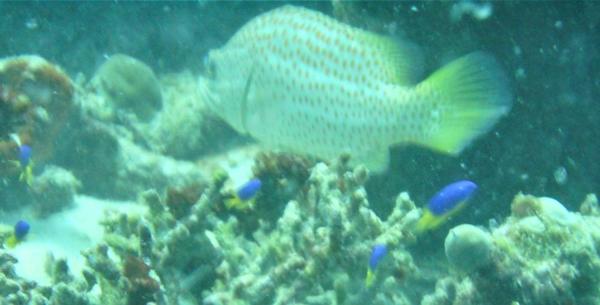 poisson blanc à pois dorés