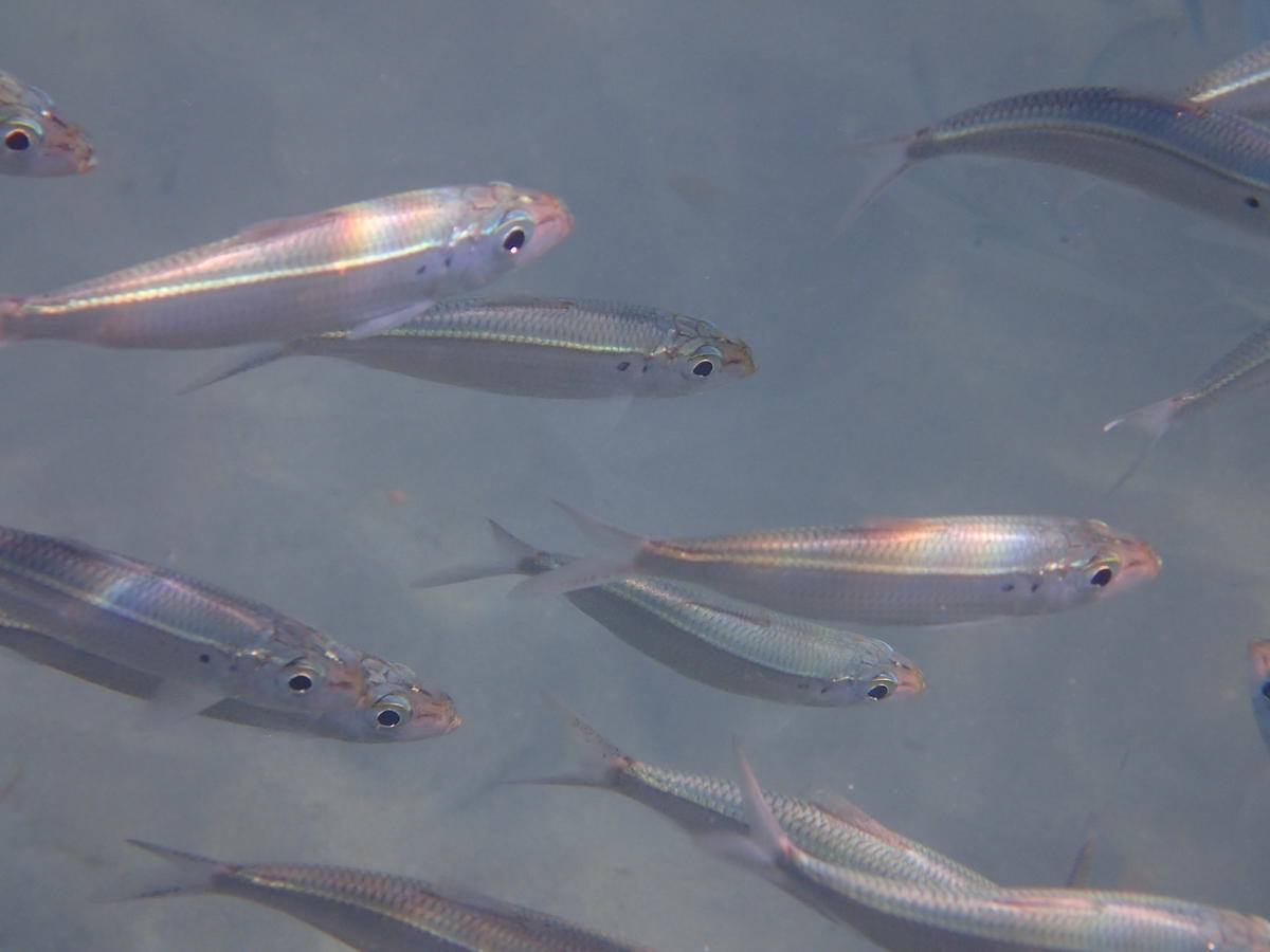 Poisson blanc avec une tache noire, Martinique