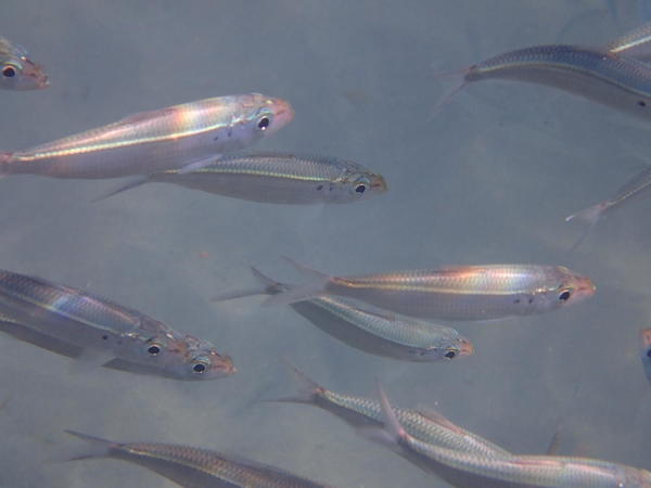 Poisson blanc avec une tache noire, Martinique