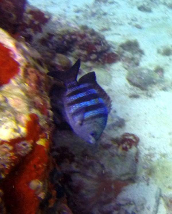 Poisson bleu rayé noir