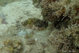 Poisson Canthigaster sp