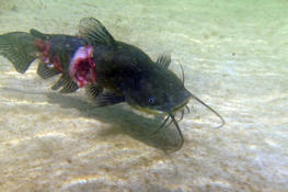 Poisson-chat blessé