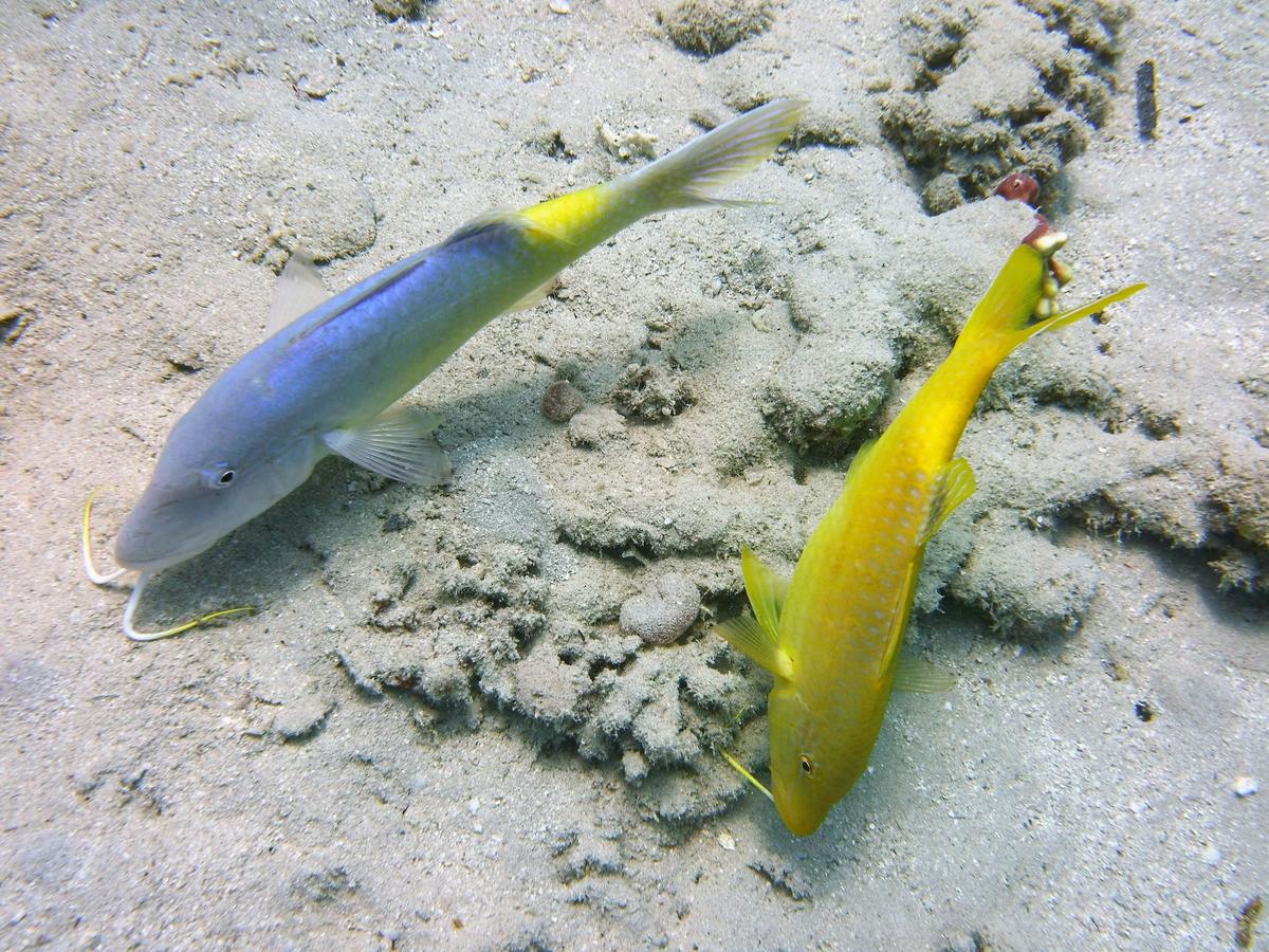 poisson chèvre jaune et bleu?