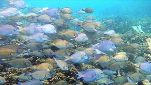 Poisson chirurgien oui mais lequel ?