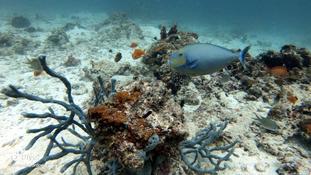 Poisson chirurgien ? Si oui lequel ?