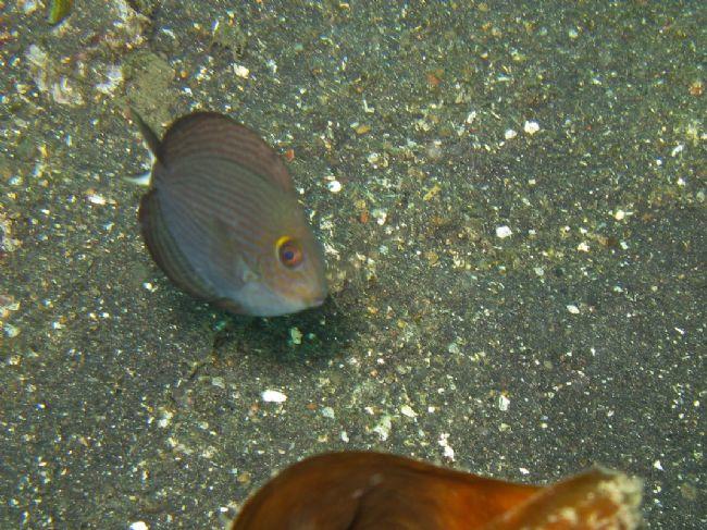 Et ce que cet photo est un juvenile de cette poisson?