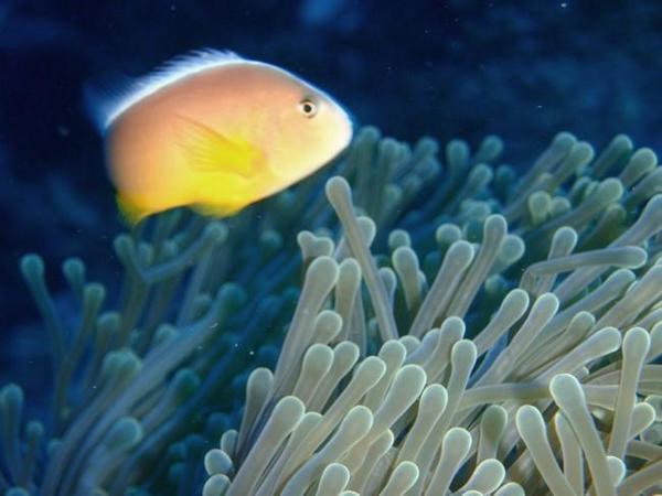 poisson clown dans son anémone