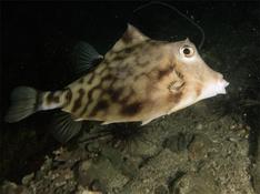 Poisson-coffre nocturne, mais lequel ?