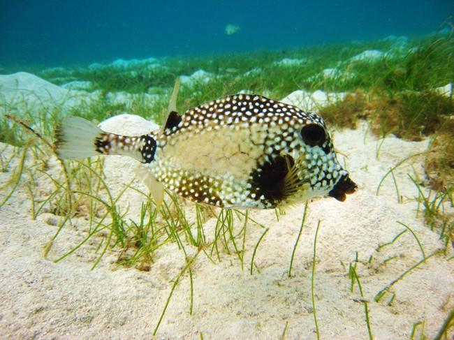 poisson coffre