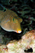 Poisson coloré