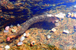 Poisson corse