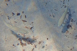 Poisson Corse