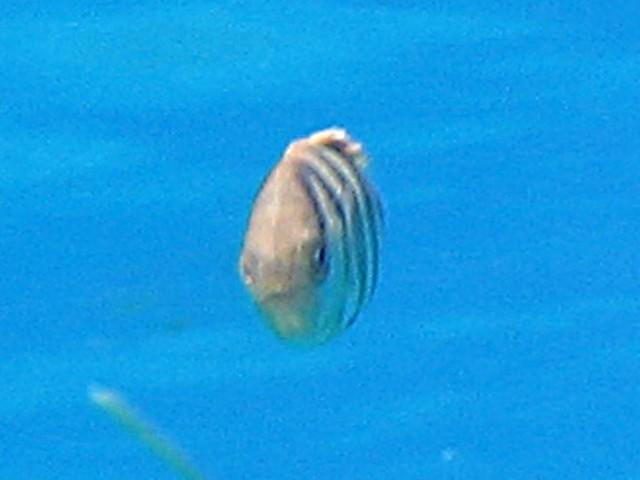 Voici un zoom sur le poisson, si ça peut aider ........