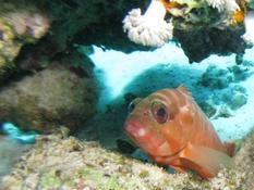 Poisson d'Hurghada