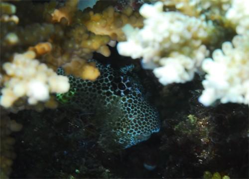 c'est une blennie léopard (Exallias brevis)<br />en général c'est assez farouche, mais j'en ai vues qui se laissaient facilement photographier<br /...