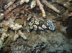 poisson dans un jardin de corail dans le sud des philippines