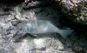 Poisson de Bonaire (Caraïbes)