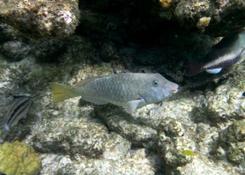 Poisson de Bonaire