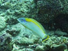 Poisson de Djibouti