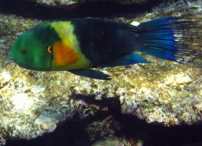 Oui sans aucun doute Labre à franges - Broomtail wrasse (cheilinus lunulatus).Quelqu'un pourrait-il m'indiquer si sur la photo jointe, il s'agit d'...