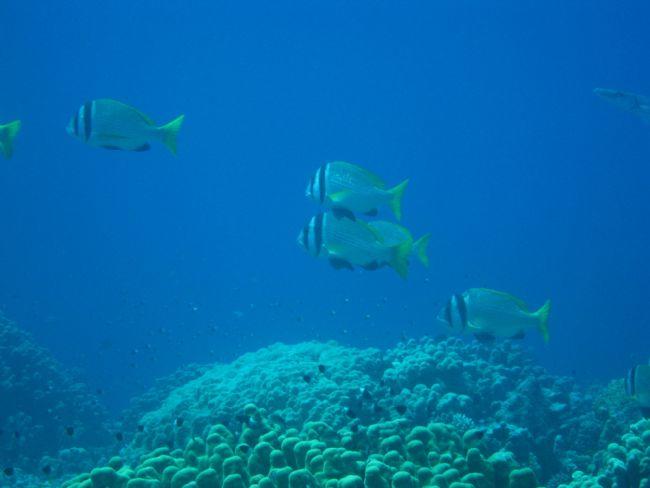 Il s'agit bien de pagre ou sar à deux bandes - Doublebar Bream (acanthopagrus bifasciatus)