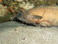 Poisson de Madère à identifier