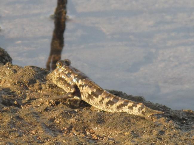 Poisson de mangrove